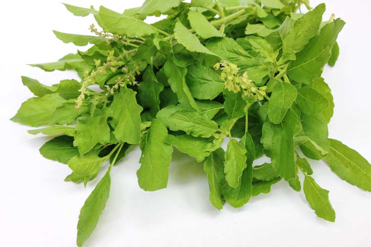 Holy Basil The Sacred Spice That Knocks Out Stress Crucial FOUR