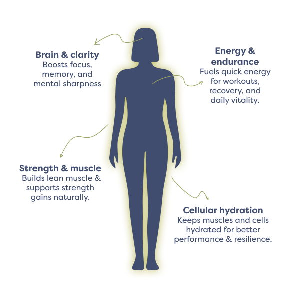 mCreatine | Creatine monohydrate---backordered