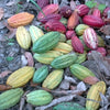 mCacao | Cacao Powder