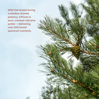 mPower | Wild Harvested Pine Pollen Powder