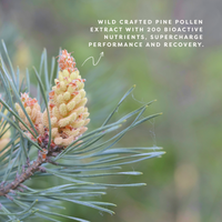 mPower | Wild Harvested Pine Pollen Extract