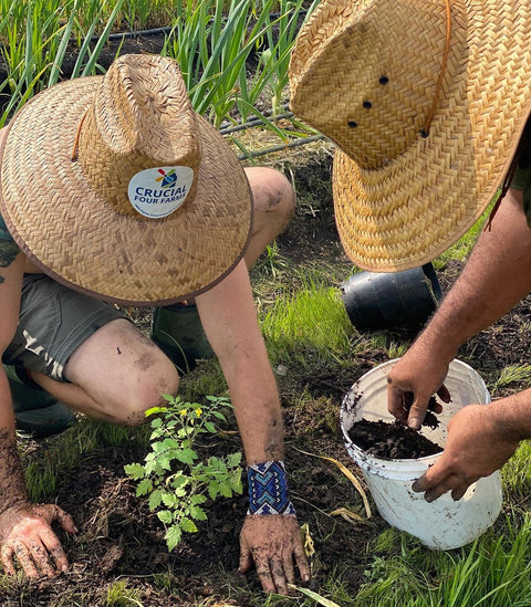 Organic vs. Conventional Farming: Demystifying Farming Methods and How Food Gets to Us