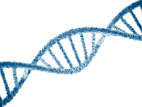 Wild Genetics vs Cultivated Variety: Why The Foods You Eat Are Nutrient Deficient