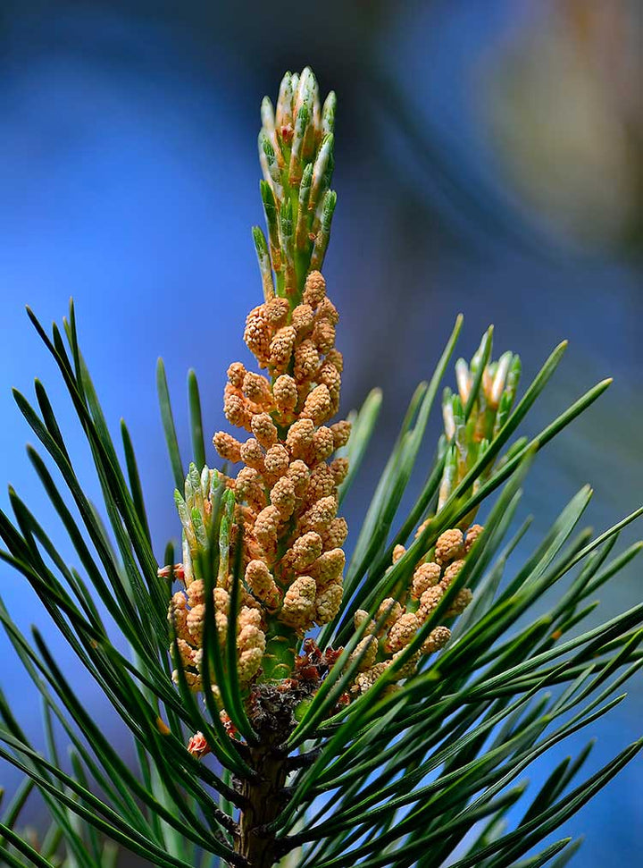 Pine-Pollen-Facts-pine-pollen-benefits