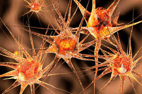 We-Are-What-We-Eat-Connection-Between-Nutrition-Mood-and-Personality