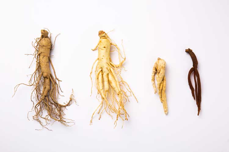 Get To Know The Different Types of Ginseng and Discover Which One Is R