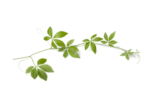 The Real Fountain of Youth, Stay Young with Gynostemma