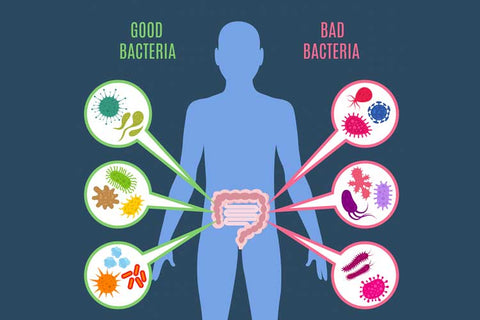healthy-gut