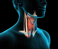 Trouble Losing weight? Could be Your Thyroid!